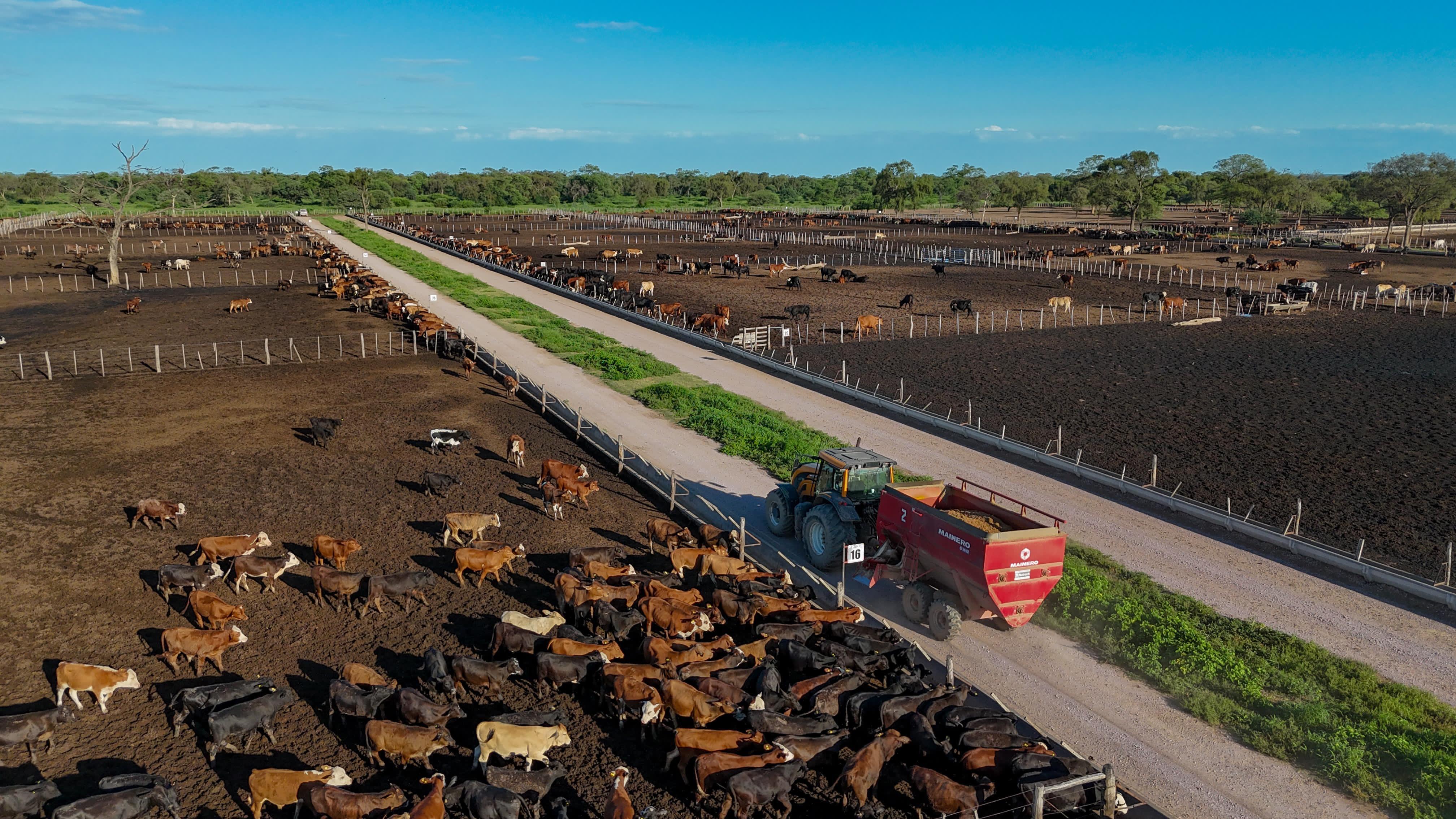 Vista general del feedlot